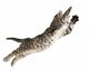 Cats ALWAYS Seem To Land On Their Feet: But How?