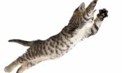 Cats ALWAYS Seem To Land On Their Feet: But How?