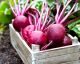 You Should Be Eating More Beetroot... Here's Why