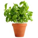 Basil ALWAYS dies? Here's what you're doing wrong