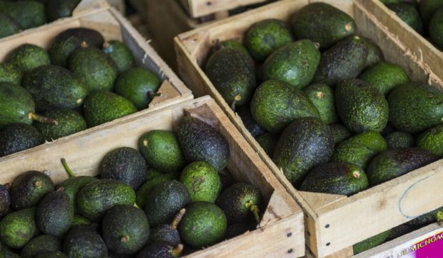 aVOCADO EXPORTATIONS