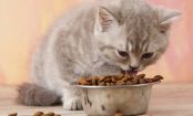 Should You Be Giving Your Cat HOMEMADE Food?