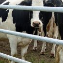 Alarming Number of Americans Don't Know Where Chocolate Milk Comes From