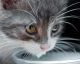 The Scary Reason You Should NEVER Give Your Cat Milk
