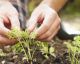 Pour Vinegar on Your Garden Plants. You'll Be Shocked at What Happens!