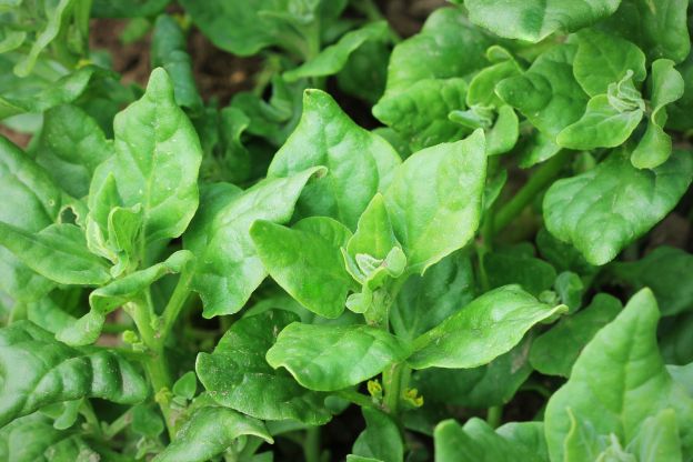 Has Spinach Always Been a Superfood?