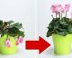 Revive Your Plants Using This DIY Fertilizer