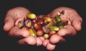 Are Acorns Actually Poisonous or Edible?