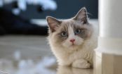 Ragdoll Cats: The Most Easygoing Breed in the Feline World?