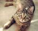 Why You Should NEVER Give Your Cat Grapes