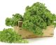 What's the Deal with KALE?