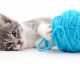 The Scary Reason Why You Should NEVER Let Your Cat Play With Yarn