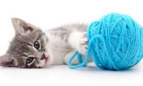 The Scary Reason Why You Should NEVER Let Your Cat Play With Yarn