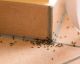 5 All-Natural Repellents to Keep the Ants Out For Good