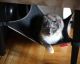 This Cat Crib Is a Cozy, Space-Saving Hideaway for Your Feline