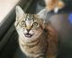 Here's Why Some Cats Trill (And Some Don't)