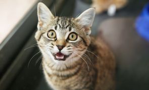 Here's Why Some Cats Trill (And Some Don't)