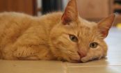 11 Years Later: The Miracle That Brought This Woman and Her Cat Back Together Again