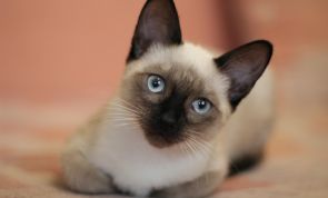 Siamese Cats: How Much Do You Know About This Ancient and Elegant Breed?