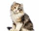 Meet the American Curl, the Cat With Remarkably Curly Ears