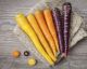 Carrots Didn't Use To Be Orange?! They Were Originally THIS Color...