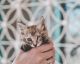 KITTEN SEASON: When It Is and How You Can Help