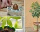 Stop Buying AVOCADOS and Start Growing Them at Home: Here's How!