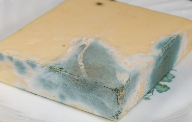 Can You Eat Moldy Cheese?
