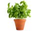 Basil ALWAYS dies? Here's what you're doing wrong