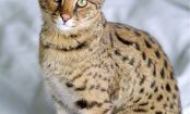Savannah Cats: The Wildest of All Domestic Breeds?