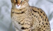 Savannah Cats: The Wildest of All Domestic Breeds?