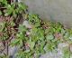 If You Have This Plant in Your Backyard, Never Touch It! Here's Why