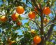 What Hurricane Irma Means For The Florida Orange