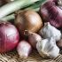 Onions, garlic and shallots