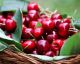 Speed up weight loss with these 10 plant cures