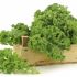 Kale