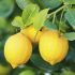 What kind of lemons should you choose?