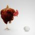 Why Don't We Eat Other Types of Bird Eggs Besides Chicken?