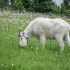 Goat's milk