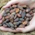 Fact 1: The History of Chocolate