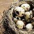 Quail eggs: edible, but it's a cruel business