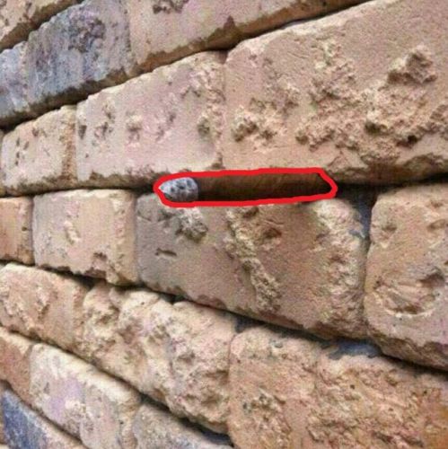 There is a CIGAR protruding from this brick wall!  Most people will never see it... Did you catch it the first time??