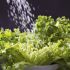 Not washing your produce thoroughly