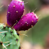 Prickly pears