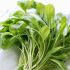 Lettuce