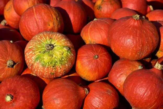 Best to Eat: The Hokkaido Pumpkin