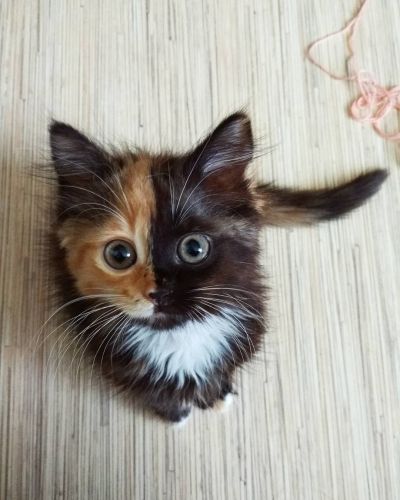 Yana, the two-faced cat