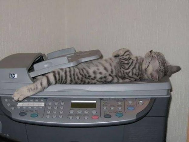 Cats Who Fell Asleep in Weird Places