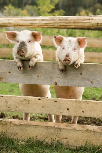 Pork