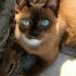 Tonkinese